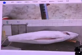 近四千人围观，蓝鳍金枪鱼成功拍卖图片