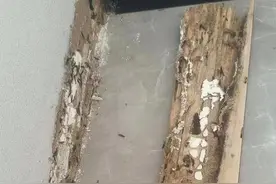 民呼我应｜家里惊现无数“飞虫”啃空家具，一个电话解决！图片