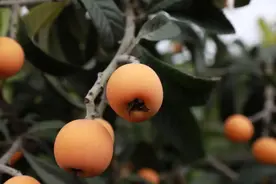 这里的枇杷熟了！走起~图片