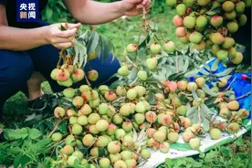 @荔枝爱好者，请收好这份抢“鲜”时间表图片