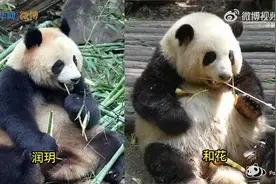 【 比起润玥花花吃饭主打一个优雅 】大熊猫和花吃饭慢吞吞的，一口苹果要咀嚼41下，一根儿竹子要先闻闻……但是它的好朋友润玥吃起饭来，是出了名的“快准狠”，一点儿也不拖拖拉拉。由于不争不抢，花花时常会被小伙伴抢食。网友：难怪谭爷爷 不敢喂花花太多怕撑着二狗 [笑哭]图片