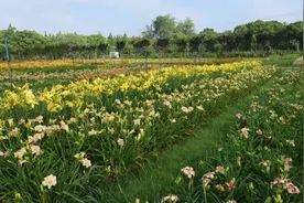 母亲节到了，为什么中国的母亲花还没开？图片