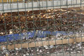 “养鸽扰民”事件又发，青岛早有成功处置案例可供“抄作业”图片