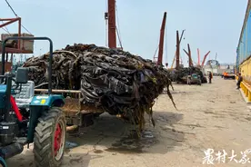 收获加工忙！荣成“绿色”小海带成就“蓝色”大产业图片