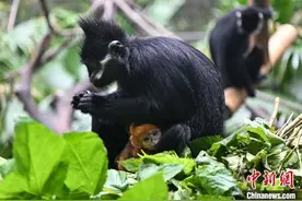 广州长隆新生黑叶猴宝宝与游客见面图片