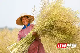 炎陵县十都镇：田间收割忙  油菜喜丰收图片