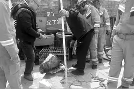 先抓闯家的獾 后救坠井的狗图片