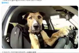 美国一司机涉嫌酒驾被交警拦截，与狗换位置想“避免被捕”图片