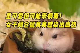 宠物鼠虽可爱但可能带病毒！  女子接触仓鼠感染出血热图片