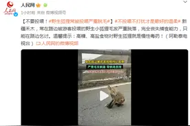 不要投喂！野生狐狸常被投喂严重脱毛图片