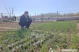 闲置土地变“共享菜园” 城里人纷纷认领“开心农场”图片