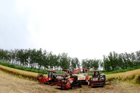 万亩油菜开镰收割  赣鄱大地奏响丰收曲图片