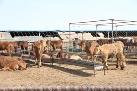 程银山：养马“奔”出致富路图片