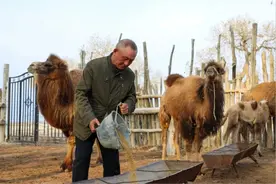 骆驼养殖托起群众“致富梦”图片