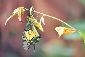 全国首次！“蝶中皇后”化蝶和产卵全程被记录图片