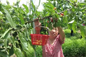 湖北老河口：樱桃红 采摘乐图片