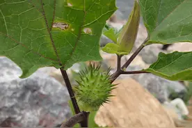 大连女子吃了几粒“草药”，晚上家人发现她有些奇怪……图片