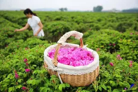 和父亲一起摘玫瑰花蕾图片