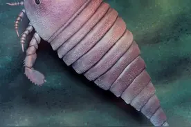 距今4.5亿年的远古海洋“萌系霸主”，长啥样？图片