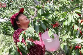 山东好景｜王家峪村千亩樱桃“红出圈”图片