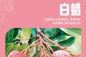 投票丨广东荔枝，哪里最红？图片