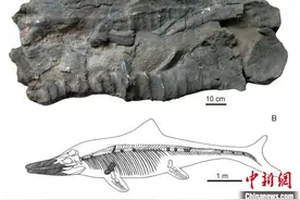 世界屋脊古海巨龙现身 中国科学家再次发现2亿年前“喜马拉雅鱼龙”图片
