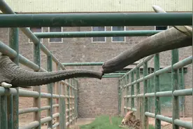 一头会“跳舞”的断鼻大象去世了图片