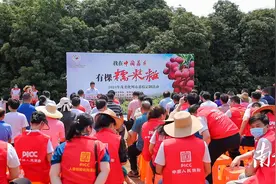 半天定制荔枝树7320棵！茂名化州实“荔”圈粉图片