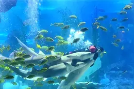 【限时送船票/学生近四折】游海底世界，乘奥帆游船，梦幻海底与黄金海岸的双重体验！图片