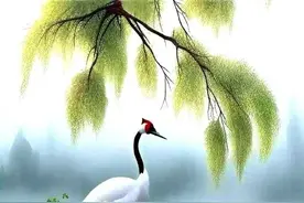 丹顶鹤赞……图片