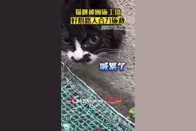 小猫大头卡墙头  好心路人合力将其救出图片