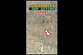 上山摘野菜偶遇野生老虎，一边害怕一边忍不住感叹“这老虎真漂亮”图片