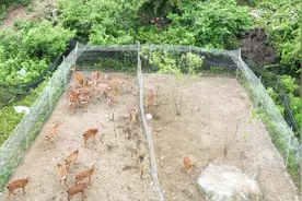 道县：养殖梅花鹿 走上特色致富路图片