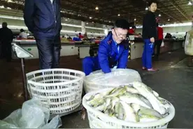 舟山又有人食用河豚鱼中毒了图片