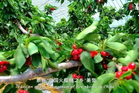 WOW!Shandong|枣庄山亭的“火樱桃”红了图片