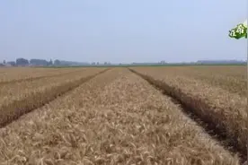 在希望的田野上丨湖北当阳27万亩小麦开镰收割 农户收益稳步提高图片