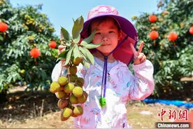 海南荔枝进入成熟期 甜蜜上市图片