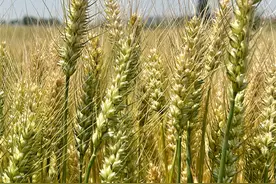 小满养生注意这五点，尤其是糖尿病患者图片