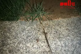 比暴雨更可怕！广西近期出现这个小虫，铺天盖地！危害还不小图片