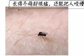 五月外出，当心这种长得像蚊子的小虫！此地有人中招图片