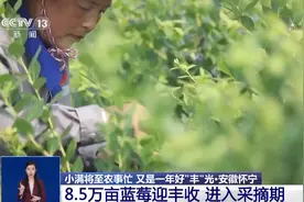 8.5万亩蓝莓迎丰收！是否新鲜要看这层“外衣”图片