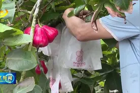 阳西：莲雾上市 供不应求图片