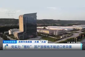 我国猕猴桃产量全球第一！凭实力“圈粉”，国产猕猴桃不输进口奇异果图片