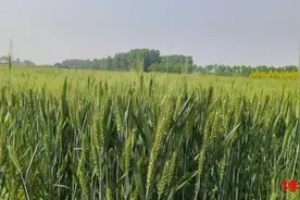 节气里的淄博︱小满：小得盈满 人间清欢图片