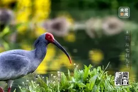 中国朱鹮从七只到九千多只，他们做了这些努力图片