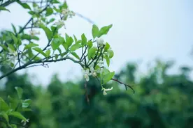 河边钓龙虾，灶头尝美味~小小的满足，大大的幸福！丨金“灶”吃啥图片