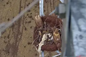 保护生物多样性，方便鸟类“安家”，草原高压电网铁塔上筑起人工鸟巢图片