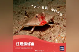 这些神奇动物是表情包的常客图片