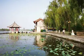 初夏的大明湖图片