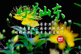 果然视频·好景山东|济南泉城公园金丝桃花开，娇艳夺目美极了图片